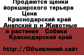 Продаются щенки йоркширского терьера  › Цена ­ 10 000 - Краснодарский край, Анапский р-н Животные и растения » Собаки   . Краснодарский край